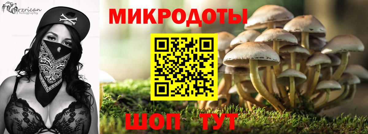 Псилоцибиновые грибы Psilocybe Пугачёв